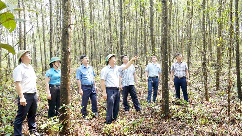 Công ty TNHH MTV LCN Long Đại vừa hoàn thành đánh giá cấp chứng chỉ quản lý rừng bền vững FSC cho hàng nghìn ha rừng trồng nguyên liệu.