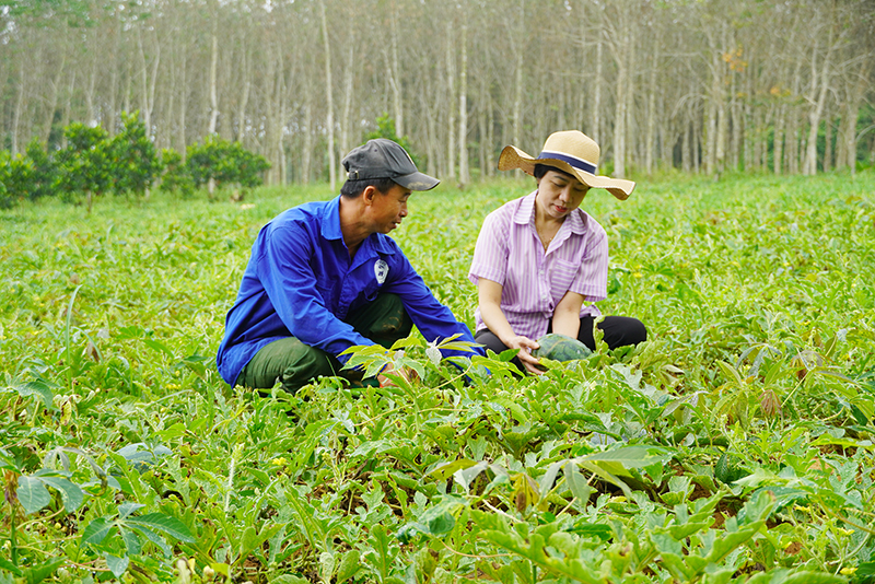 Ruộng dưa hấu gia đình ông Phan Tuấn Anh (thị trấn Nông trường Việt Trung, Bố Trạch) năm nay cho quả nhỏ, năng suất thấp.