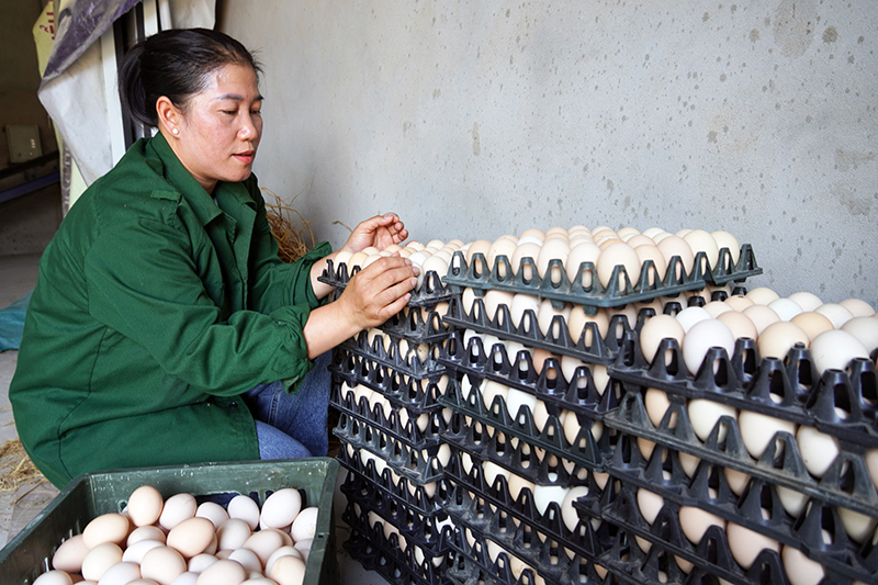 Chị Nguyễn Thị Như Mận đang từng bước xây dựng sản phẩm trứng gà đạt tiêu chuẩn OCOP 3.