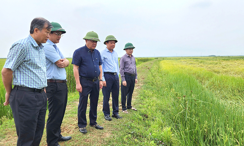 Đồng chí Chủ tịch UBND tỉnh Trần Phong kiểm tra tình hình lúa bị đổ ngã tại xã Sơn Thủy (Lệ Thủy).