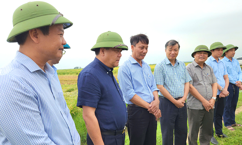Đồng chí Chủ tịch UBND tỉnh Trần Phong yêu cầu các địa phương khẩn trương, chủ động khắc phục các diện tích lúa bị đổ ngã. 