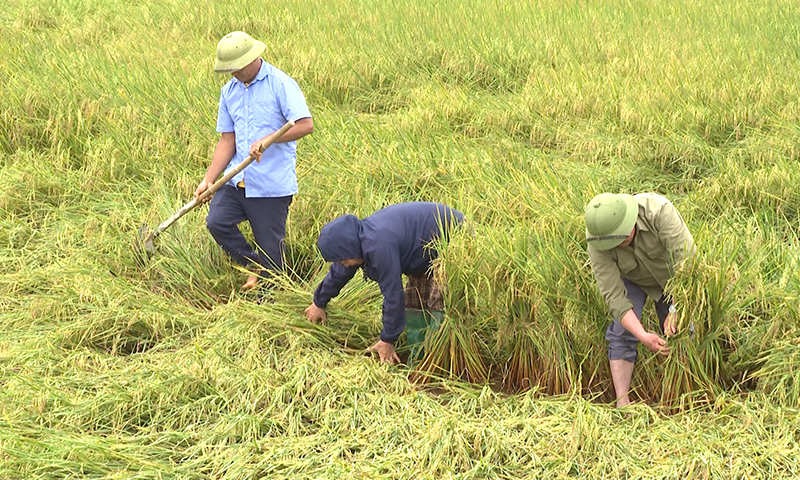 Bà con nông dân huyện Bố Trạch chủ động khắc phục diện tích lúa bị đổ ngã.