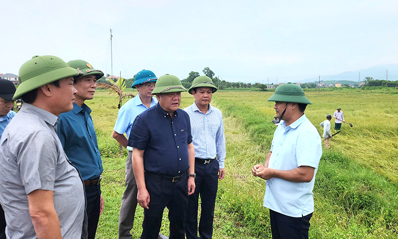 Đồng chí Chủ tịch UBND tỉnh Trần Phong kiểm tra tình hình lúa đổ ngã tại xã Vạn Trạch (Bố Trạch).