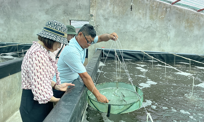Thời tiết diễn biến phức tạp là một trong những nguyên nhân dễ phát sinh dịch bệnh trên tôm nuôi.      
