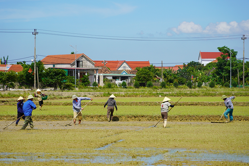 Nhiều hộ dân trên địa bàn tỉnh đã chủ động làm đất, gieo lại vụ hè thu.