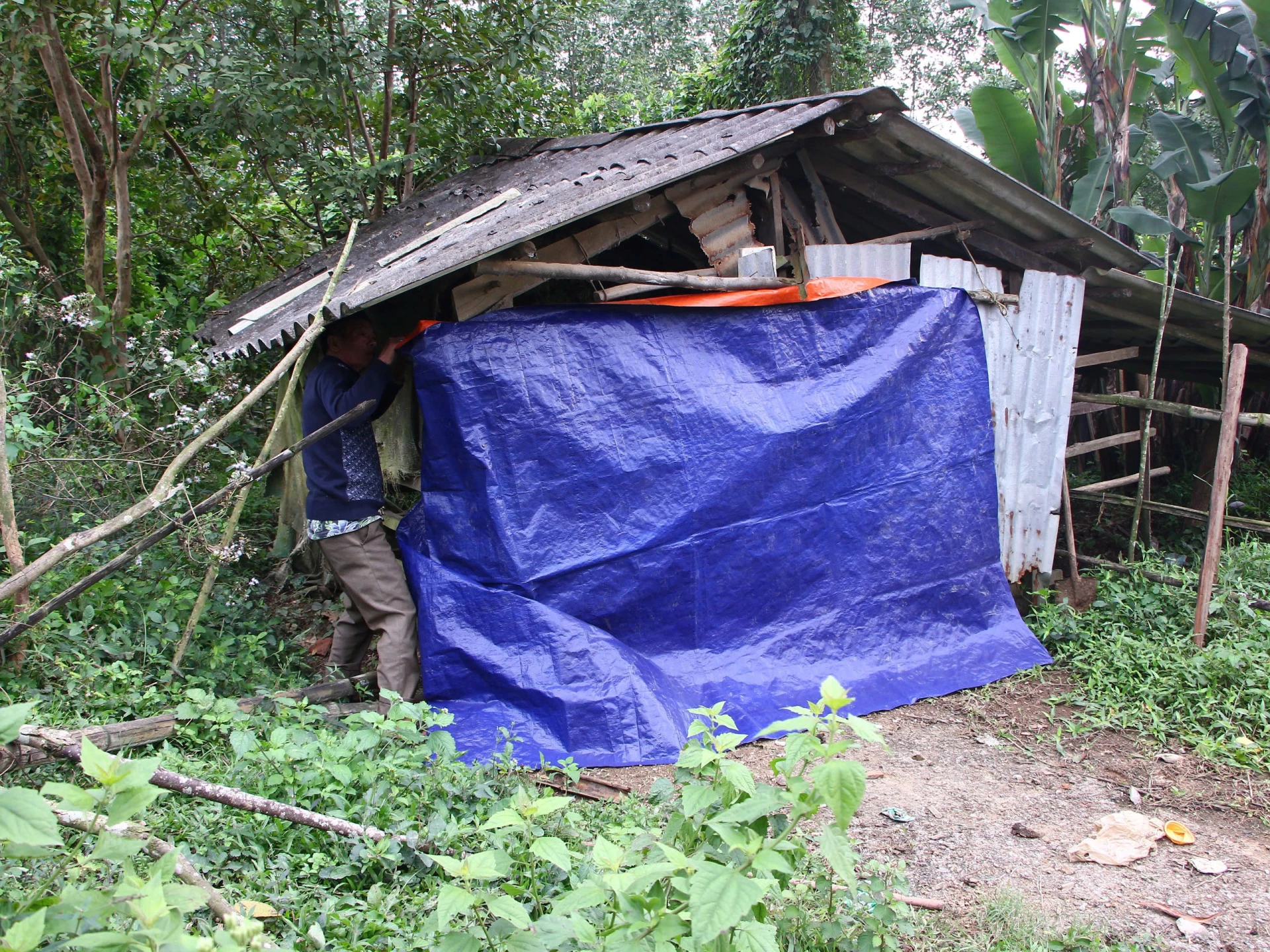 Ông Cao Huy Hoàng, thôn Bình Minh (xã Kim Phú) thưng che chuồng trại - Ảnh: N.M.P