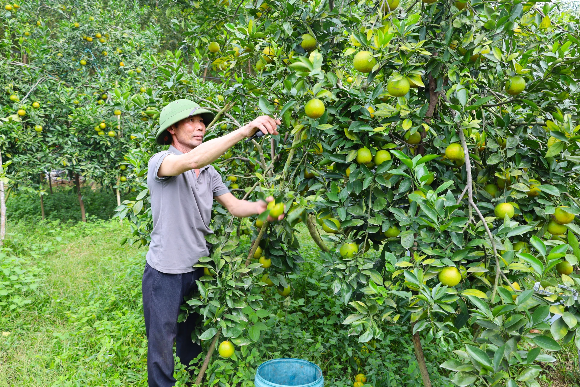 Tại vùng gò đồi Cao Quảng, ông Nguyễn Văn Quang đã phát triển vườn cam trên 1ha- Ảnh: Th.H