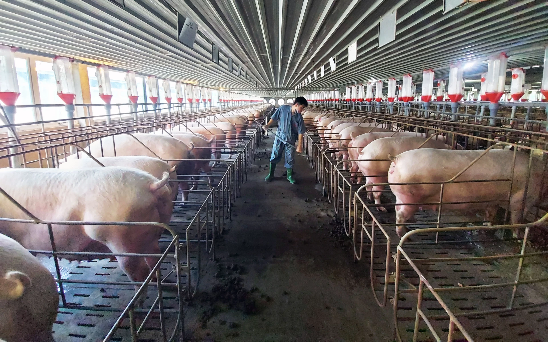 Trên địa bàn tỉnh có 28 trang trại đã được cấp giấy chứng nhận đủ điều kiện chăn nuôi theo quy định - Ảnh: L.Chi