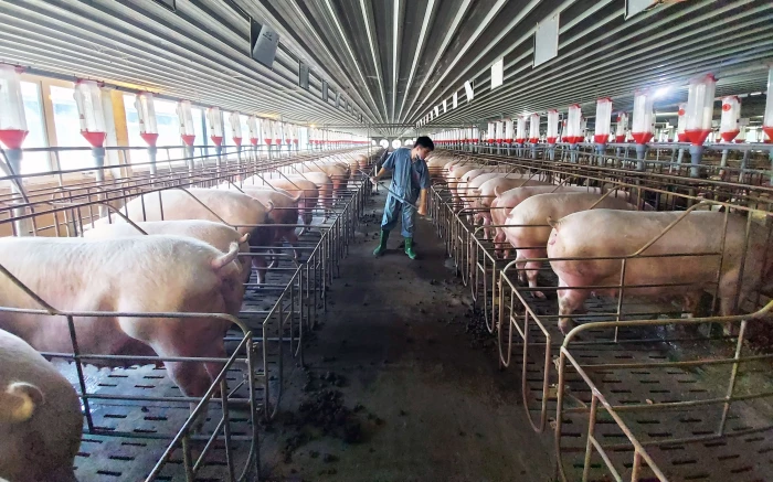 Siết chặt quản lý an toàn thực phẩm trong chăn nuôi