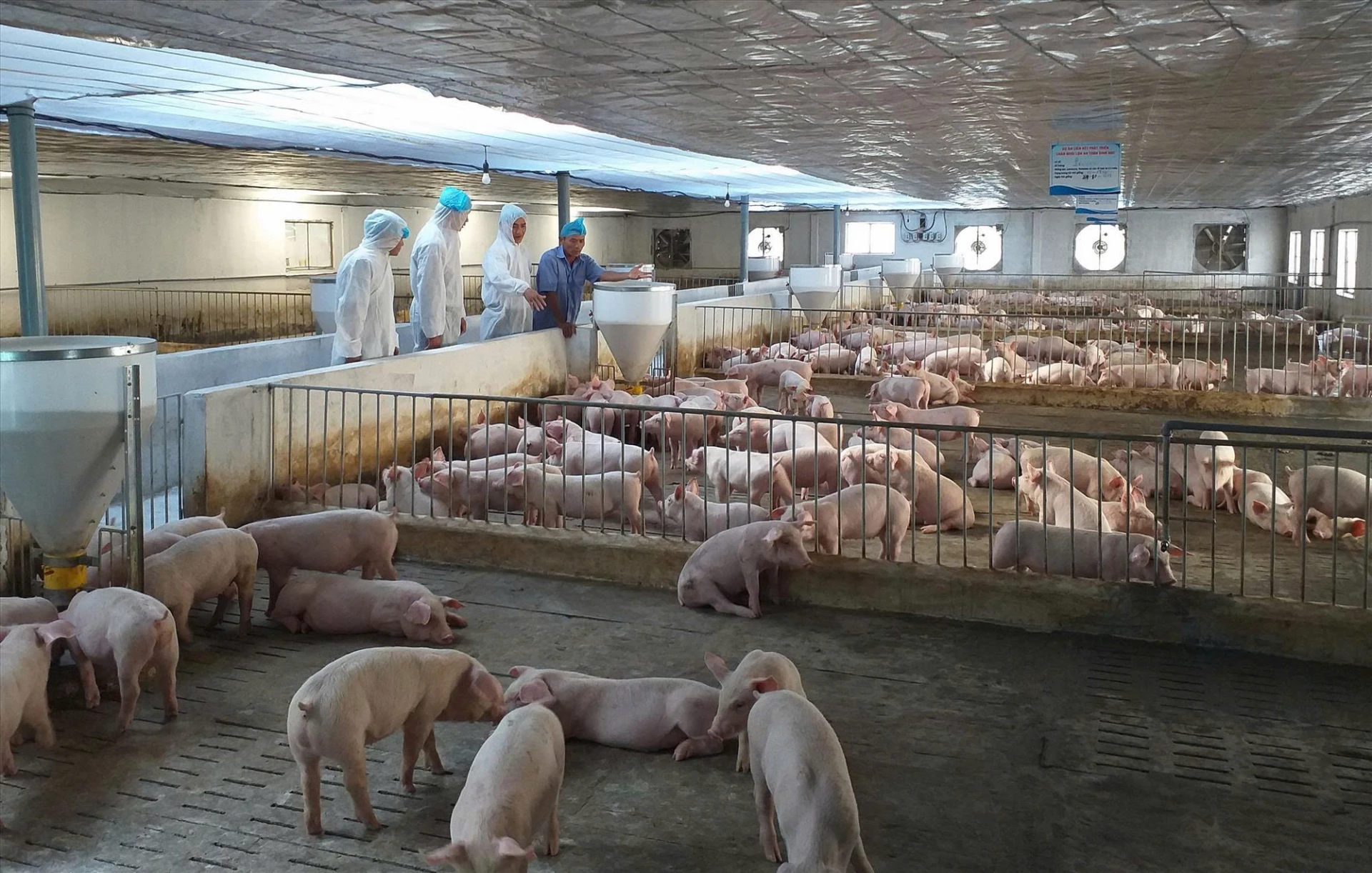 Mô hình trang trại lợn quy mô lớn – mắt xích quan trọng trong chuỗi giá trị nông nghiệp của tỉnh - Ảnh: NL