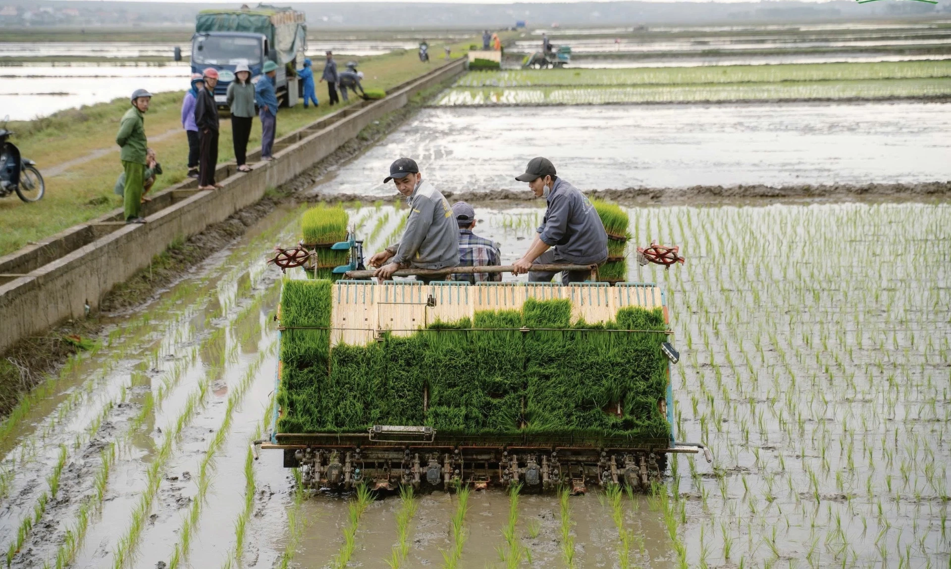 Ứng dụng công nghệ mạ khay, máy cấy giúp nâng cao năng suất trong mô hình liên kết lúa hữu cơ của Sepon Group vụ Đông Xuân 2025 - 2026