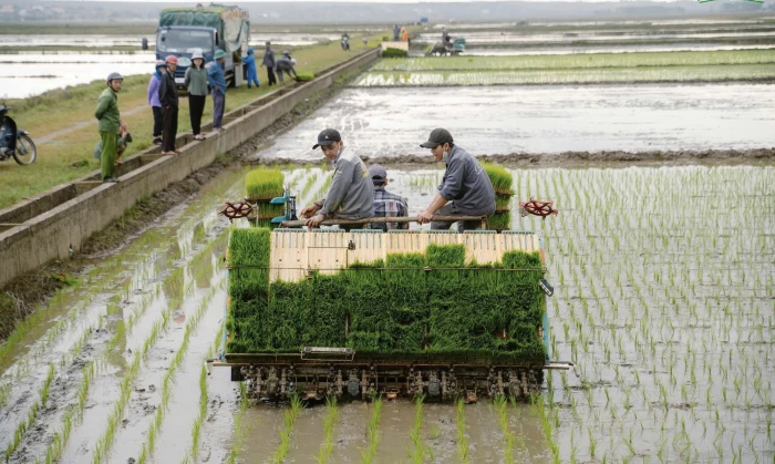 Sepon Group liên kết sản xuất gần 200ha lúa hữu cơ vụ đông-xuân 2025-2026