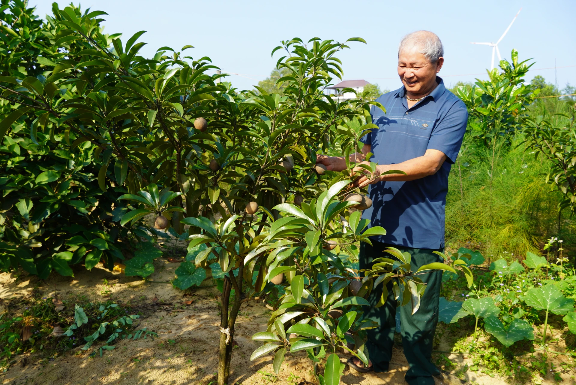 Cựu chiến binh Phan Văn Lý phát triển vườn cây ăn quả trên cát, nâng cao hiệu quả sản xuất-Ảnh: L.M