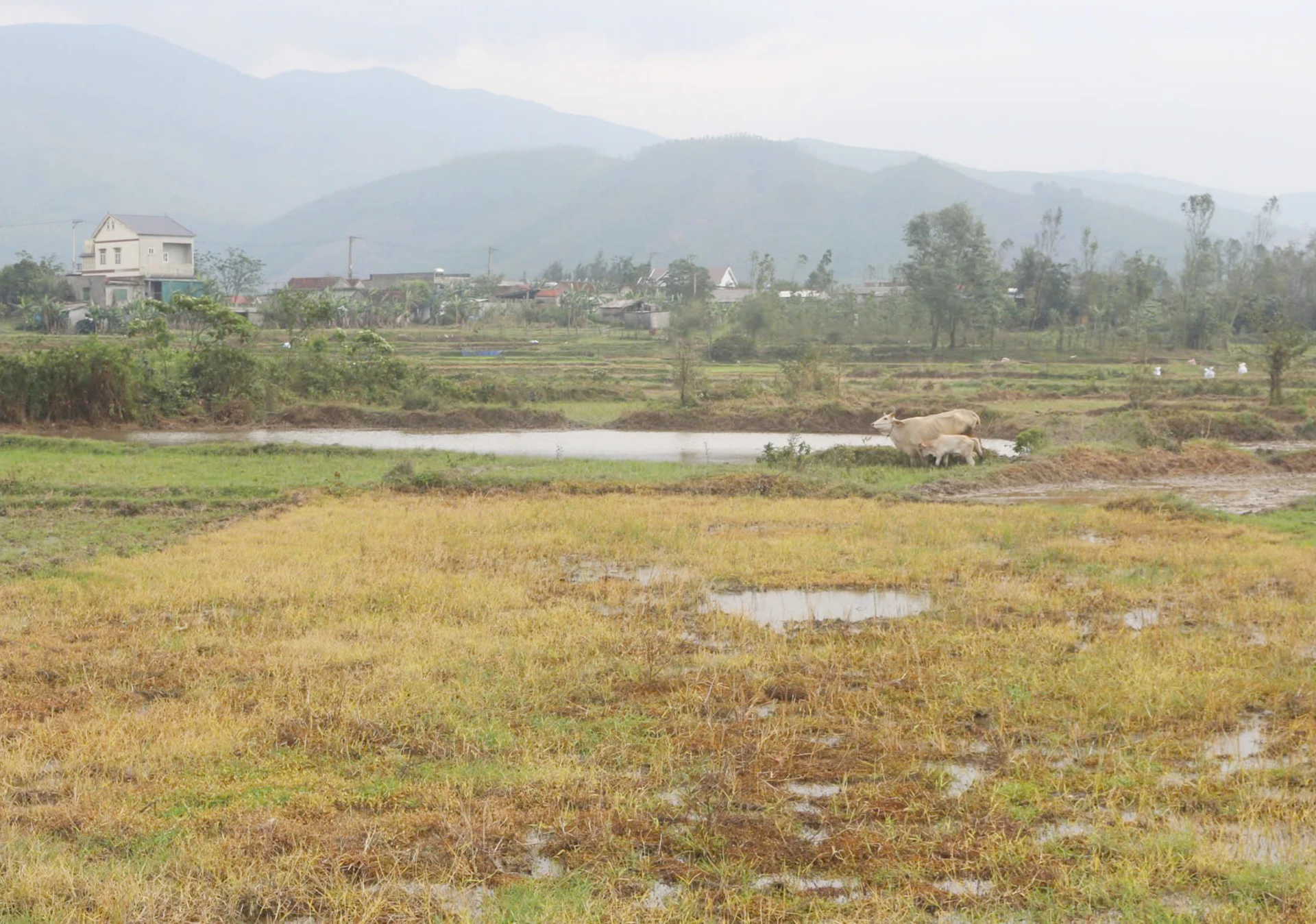 Một thửa ruộng có diện tích khoảng 100m 2 cỏ cháy vàng nghi có dấu hiệu phun thuốc diệt cỏ. Ảnh: B.T