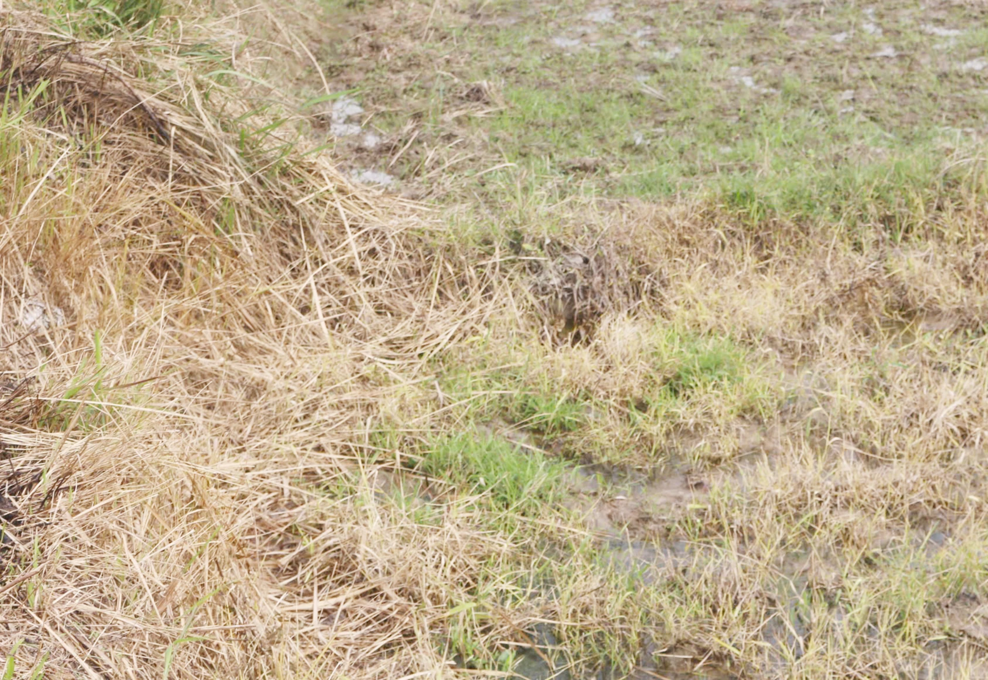 Cánh đồng thôn Hợp Trung, xã Phú Trạch xuất hiện nhiều diện tích cỏ cháy vàng nghi do phun thuốc diệt cỏ. Ảnh: B.T