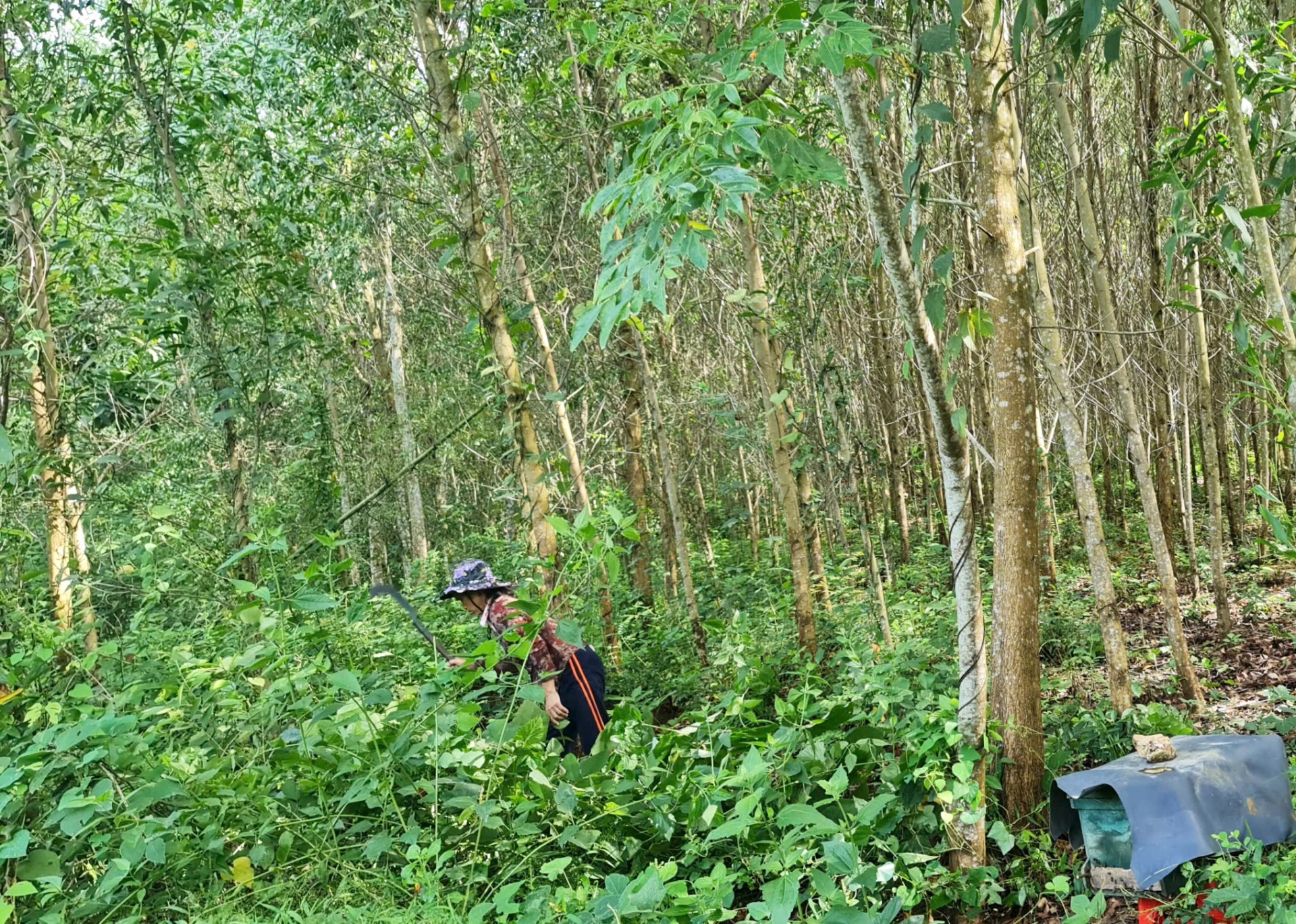 Người dân xã Trường Sơn tích cực chăm sóc rừng sản xuất - Ảnh: L.Chi