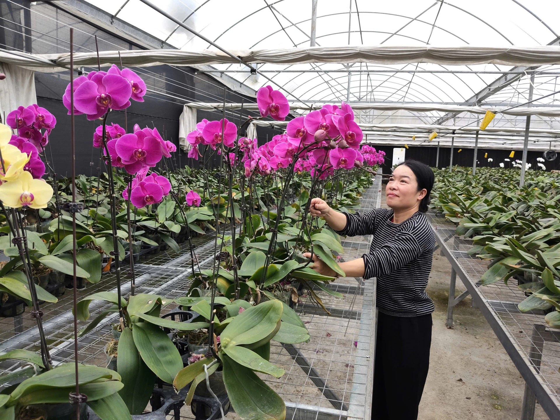 Chị Trần Thị Hương bên dàn hoa lan hồ điệp bung nở - Ảnh: Dương Linh