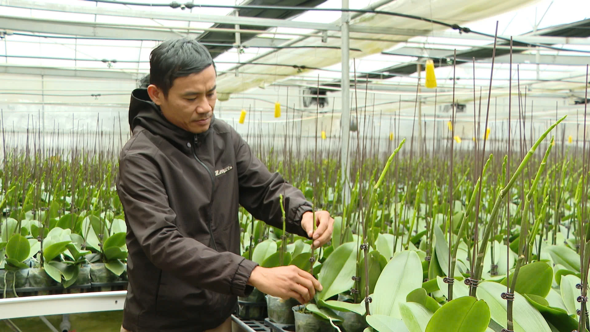 Với anh Phạm Trường Học, trồng lan là niềm đam mê - Ảnh: Dương Linh