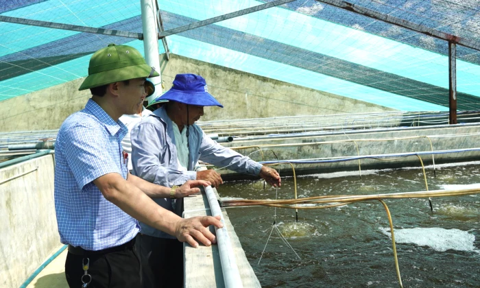 Nuôi tôm trong bể nổi xi măng, giải pháp nuôi trồng bền vững