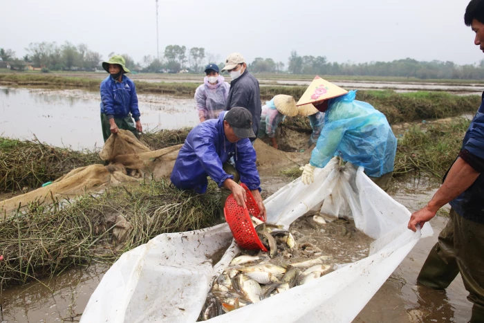 Mùa theo máy 'lồng' đi bắt cá đồng