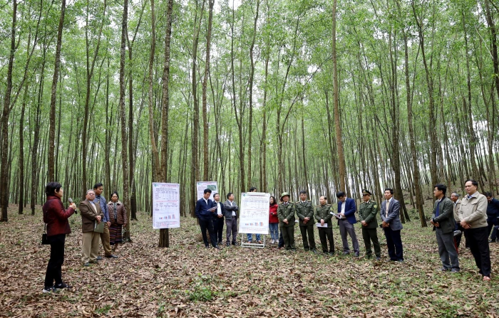 Hiệu quả từ Đề án 'Trồng một tỉ cây xanh giai đoạn 2021-2025'