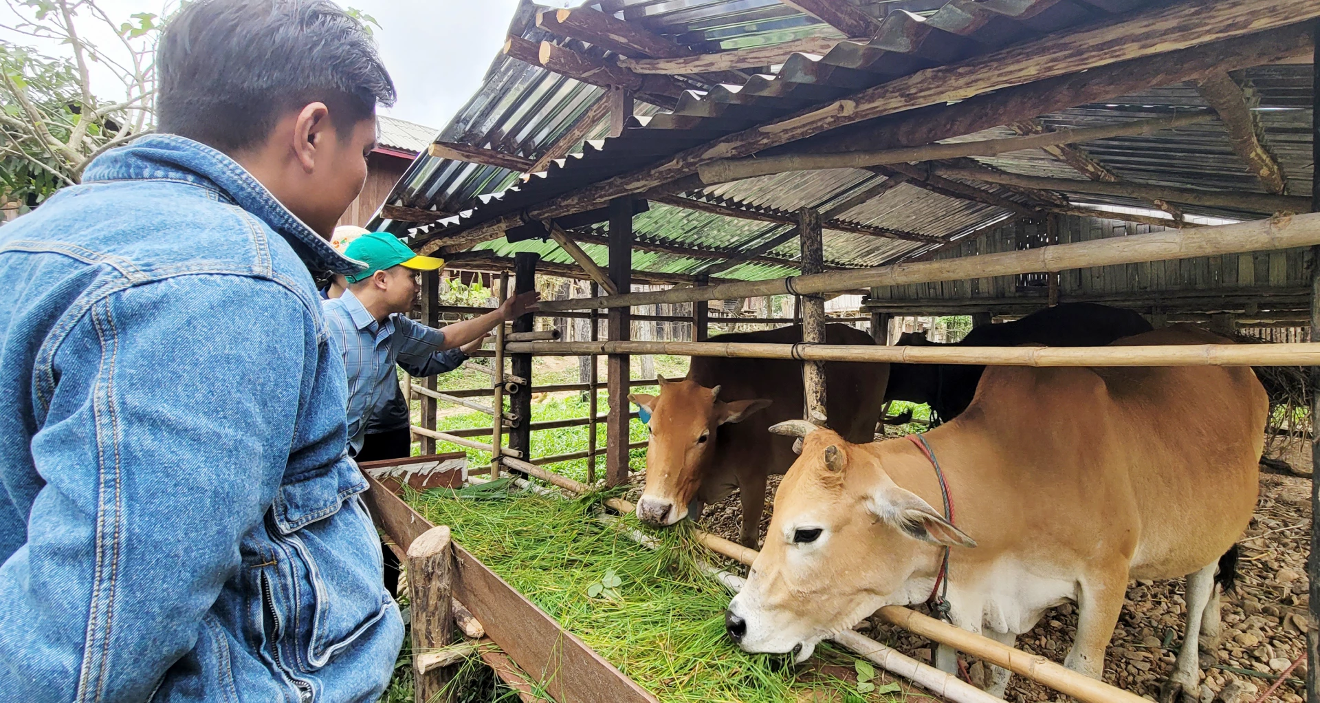 Giống bò vàng Việt Nam sinh trưởng tốt tại cụm bản Chiêng Túp - Ảnh: TL