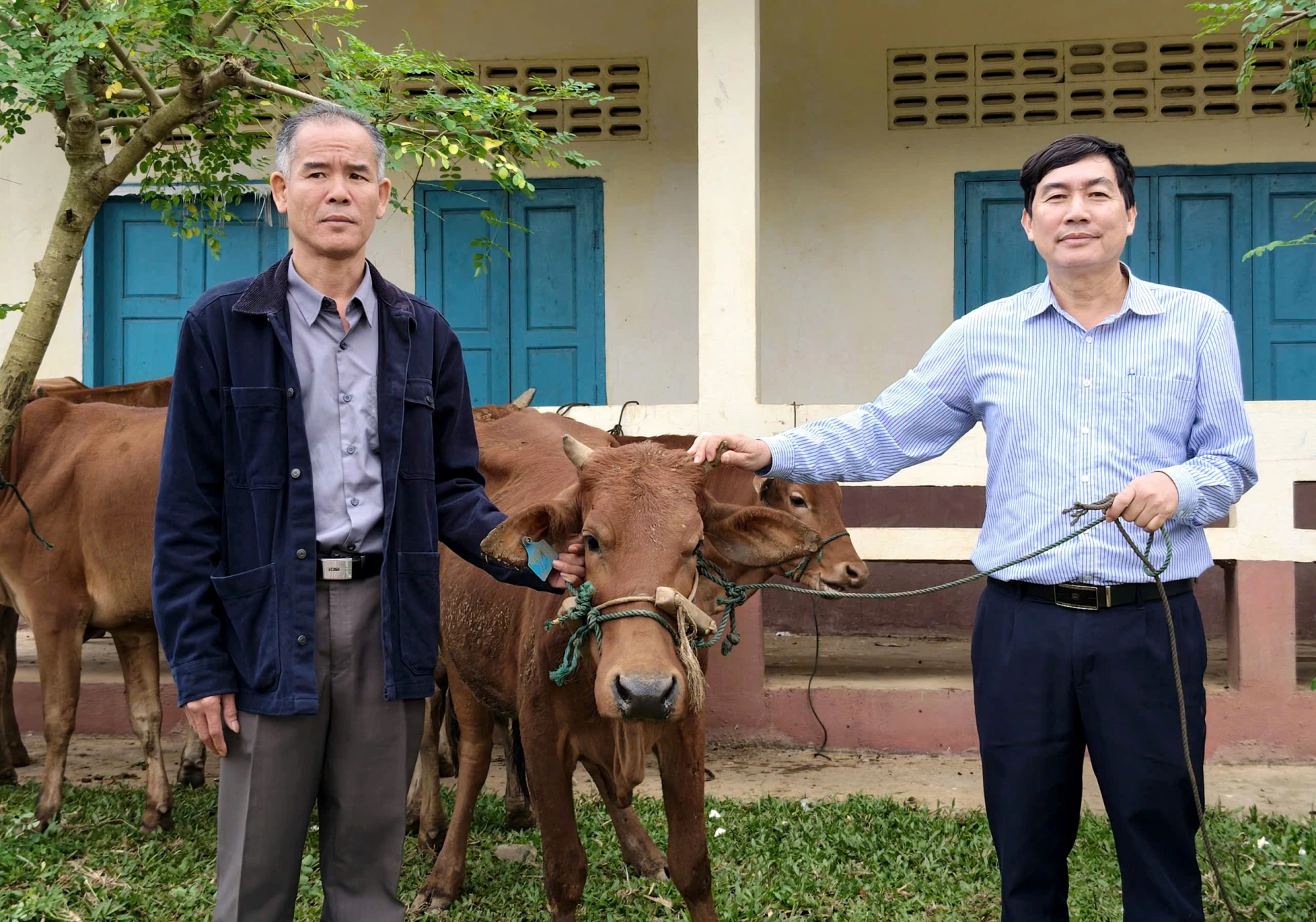 Chuyển giao giống bò vàng Việt Nam giúp người dân cụm bản Chiêng Túp phát triển sinh kế - Ảnh: T.L