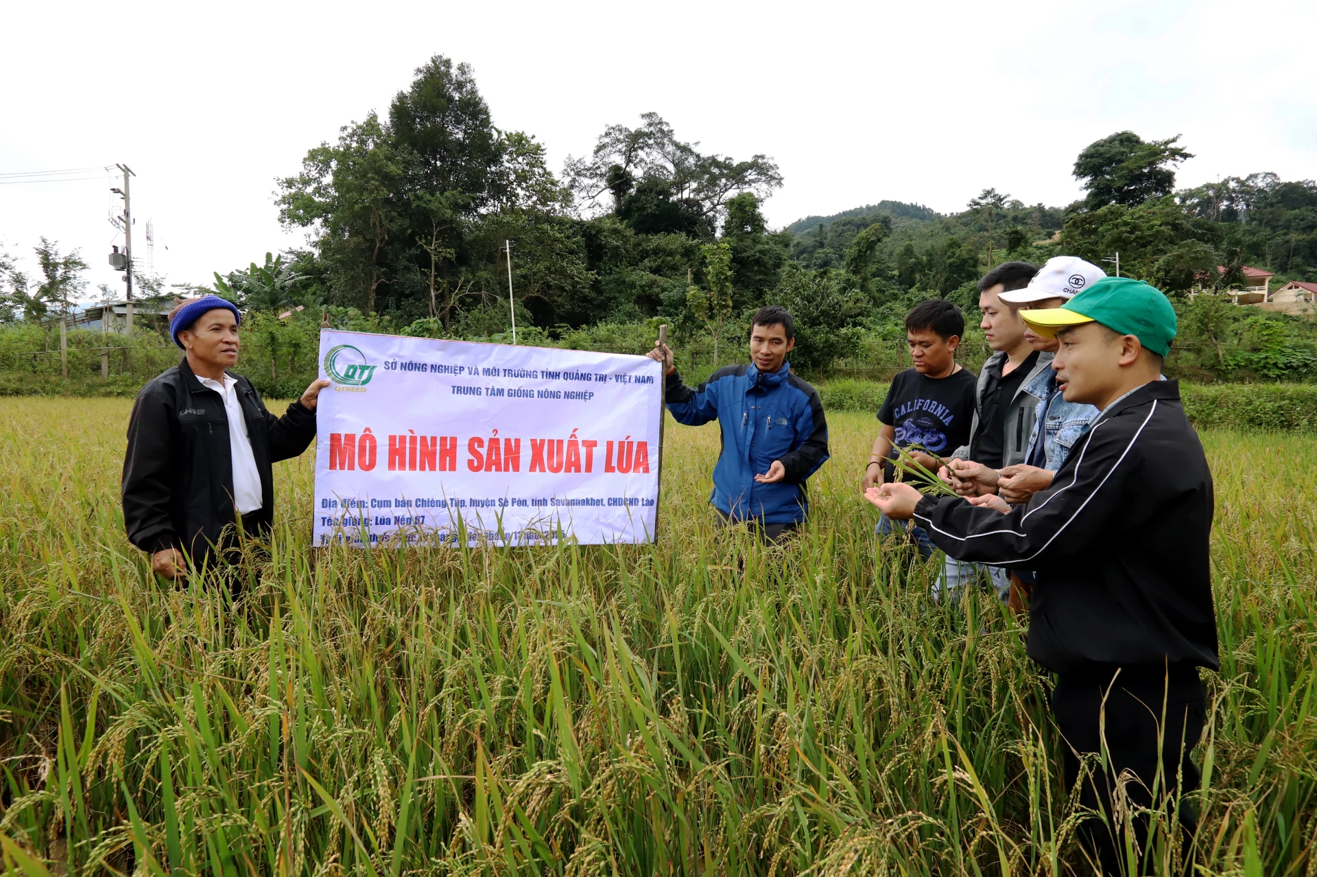 Mô hình lúa nếp 87 tại bản Xúp Xa Lu - Ảnh: TL