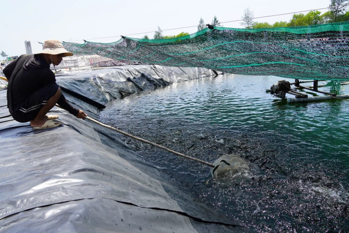 Tổng sản lượng thủy sản năm 2025 của tỉnh đạt trên 138.600 tấn