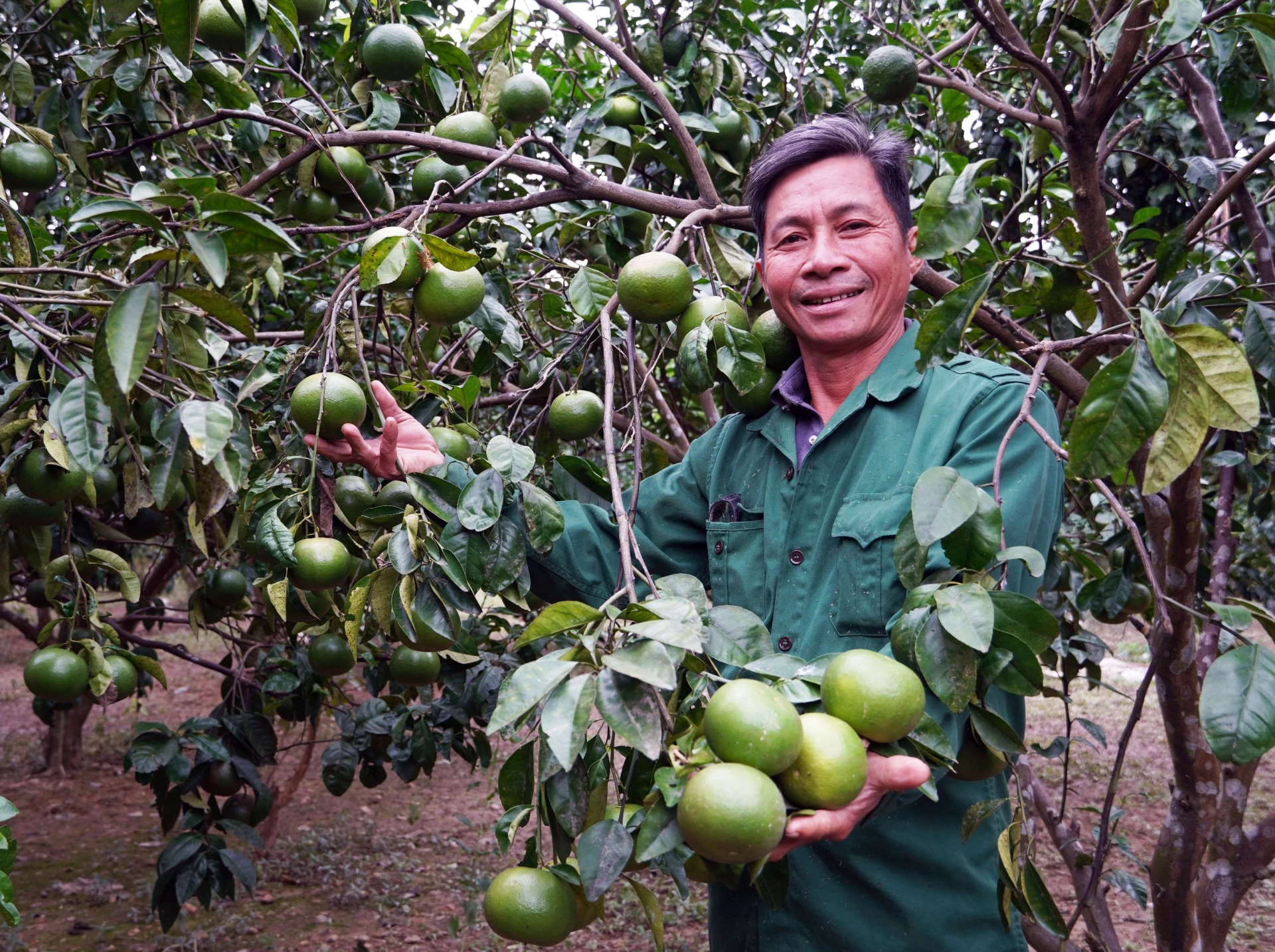 Mô hình trồng cam mang lại thu nhập ổn định cho người dân xã Quảng Ninh - Ảnh: L.Chi