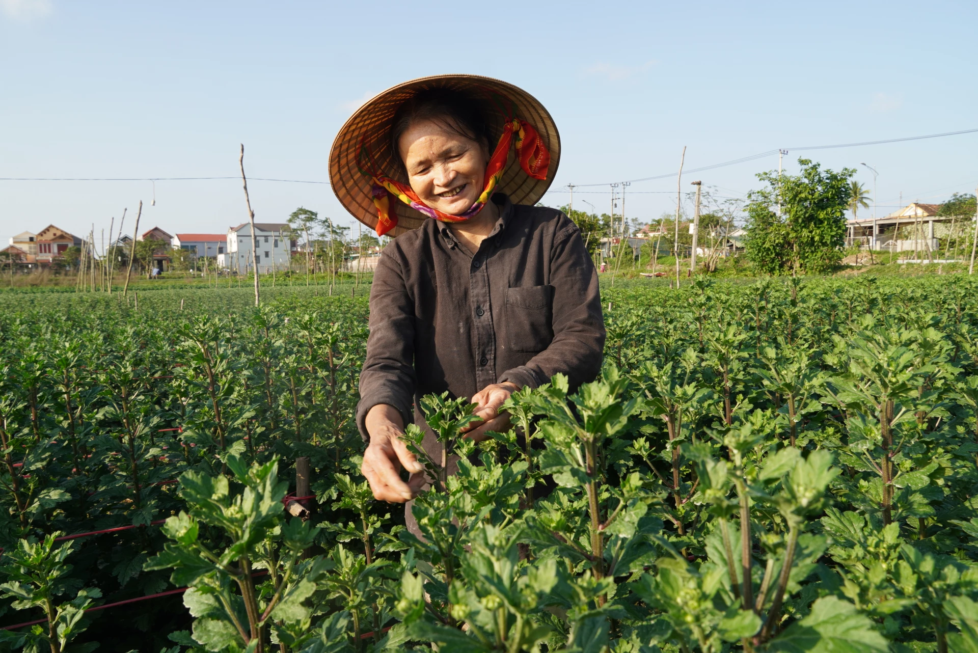 Bà Phạm Thị Dậu, tổ dân phố Trường Sơn kỳ vọng thị trường hoa Tết sẽ sôi động - Ảnh: H.L