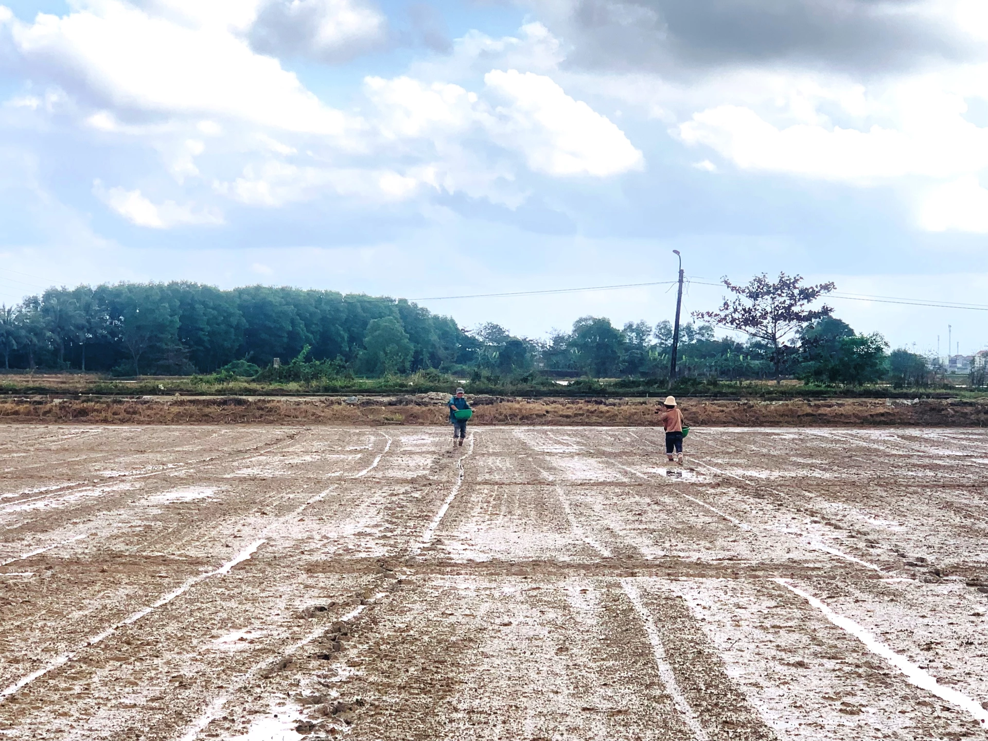 Nông dân HTX Dịch vụ nông nghiệp Phương Gia, phường Nam Đông Hà gieo sạ lúa vụ đông-xuân 2025 - 2026 - Ảnh: Đ.V