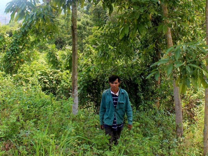 Rừng gỗ quý của Hồ Ra Ơi