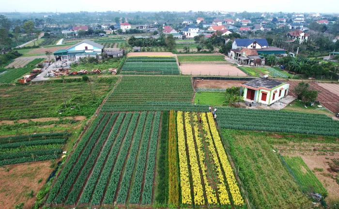 Hoa xuân nở thắm đất trời