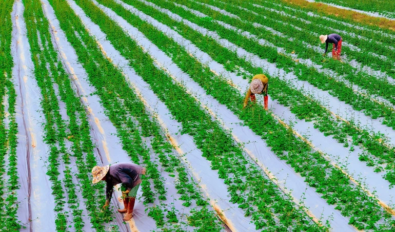 Công nhân chăm sóc cây cà gai leo tại vùng canh tác dược liệu của Công ty An Xuân tại xã Hiếu Giang, tỉnh Quảng Trị.