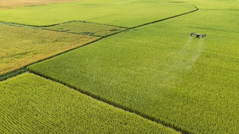 Cánh đồng lúa hữu cơ tại xã Vĩnh Linh, tỉnh Quảng Trị.