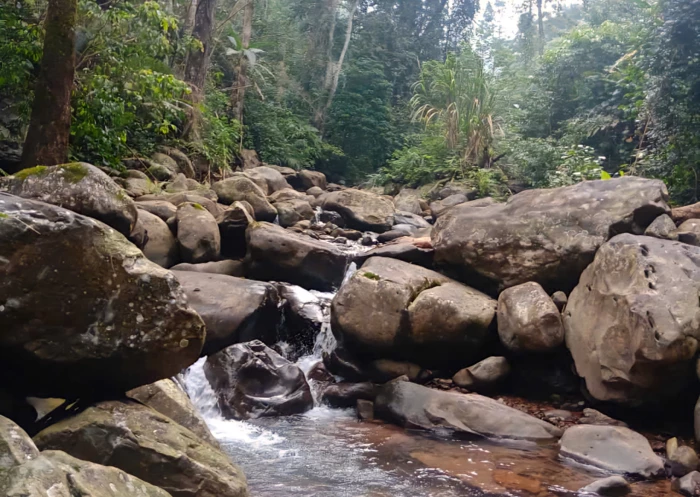Chuyện quản lý: Giữ lấy rừng đầu nguồn!