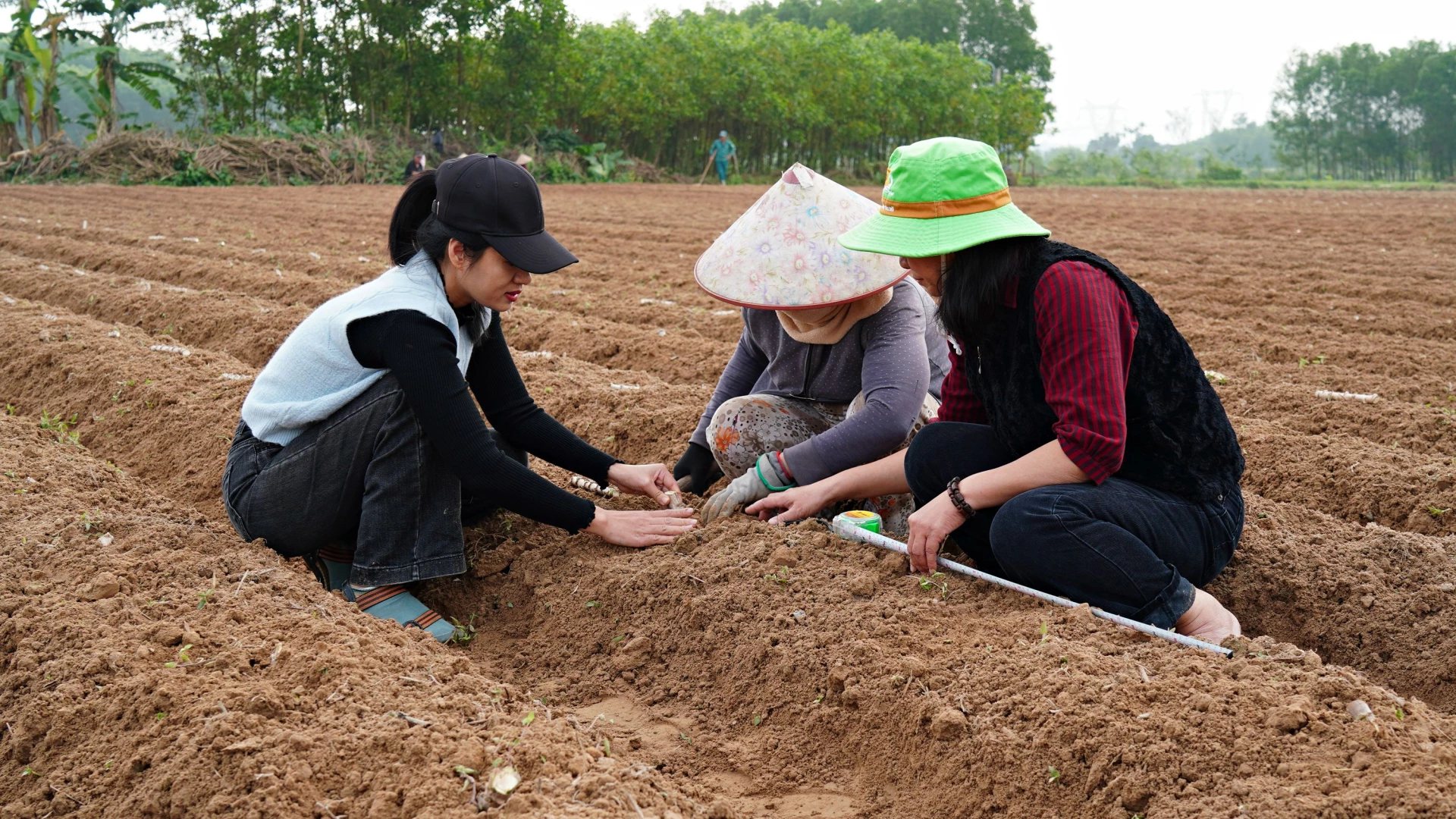 Hướng dẫn người dân trồng đúng mật độ - Ảnh: L.A