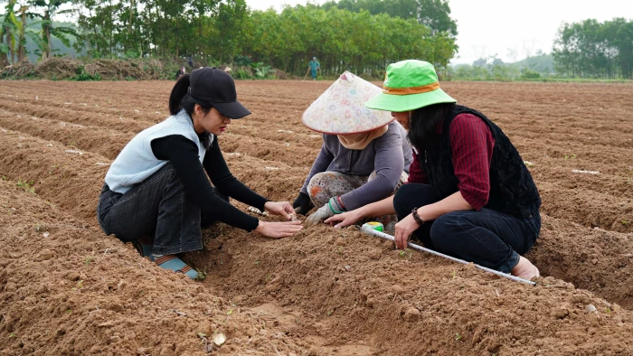 Triển khai mô hình thâm canh giống sắn kháng bệnh khảm lá HN1