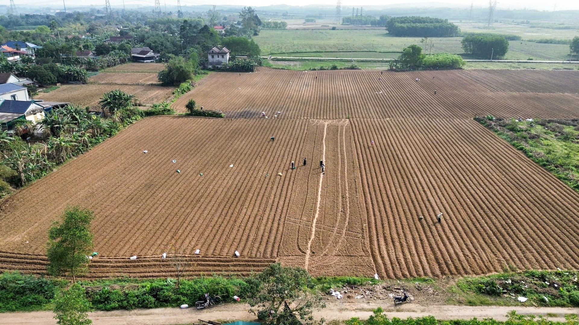 Mô hình thâm canh giống sắn kháng bệnh khảm lá tại thôn Tân Mỹ, phường Quảng Trị - Ảnh: L.A