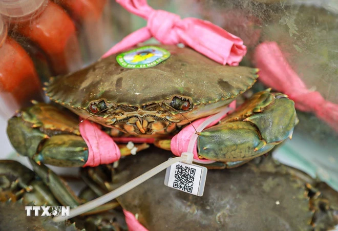 Cua Cà Mau - sản phẩm OCOP và có mã vạch trên từng con. (Ảnh: Khánh Hòa/TTXVN)