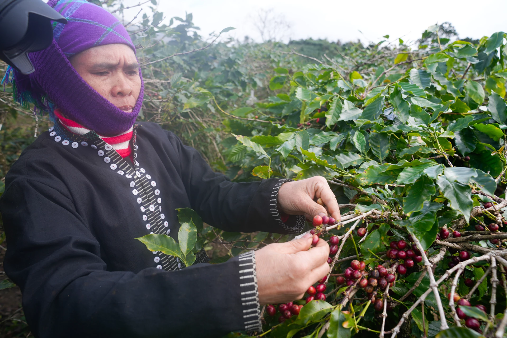 Việc thu hái được thực hiện thủ công, chọn lọc kỹ lưỡng, góp phần tạo nên chất lượng cà phê đặc sản - Ảnh: N.T