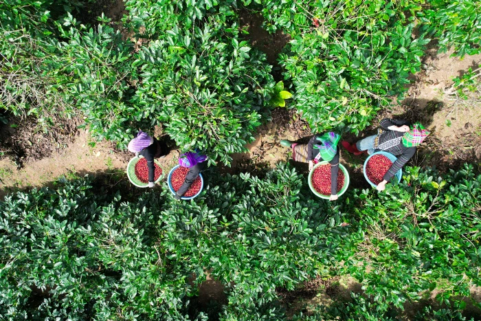 Mùa cà phê thơm ngát