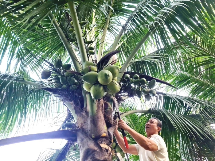 Thu nhập cao từ vườn dừa xiêm