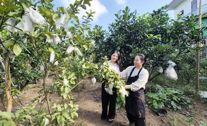 Nữ nông dân phát triển kinh tế giỏi vùng bãi bồi sông Thạch Hãn