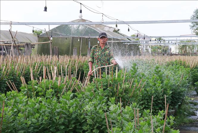 Người trồng hoa ở làng An Lạc, phường Đông Hà, tất bật chăm sóc hoa Tết.