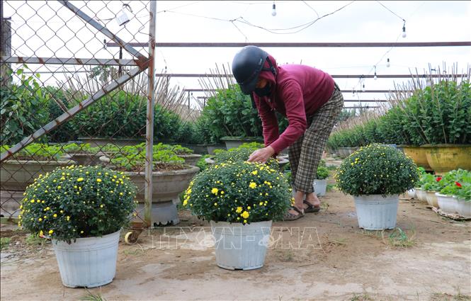 Người trồng hoa ở làng An Lạc, phường Đông Hà, tất bật chăm sóc hoa Tết.