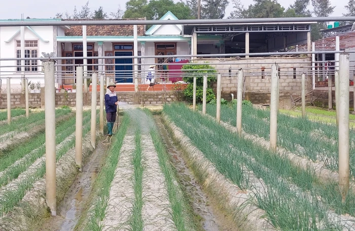 Xây dựng vùng rau an toàn Thanh Thủy