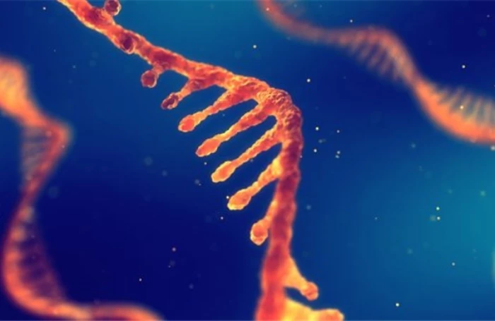 Phát hiện 'bộ điều tốc' giúp con người có thể 'lão hóa khỏe mạnh'