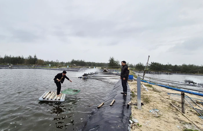 Làm giàu từ nuôi tôm công nghệ cao trên vùng biển bãi ngang